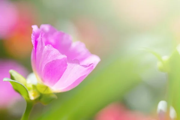 Beautiful Common Purslane — Stock Photo, Image