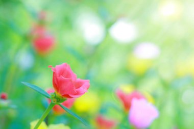 Tayland'da açık havada güzel ortak Semizotu.