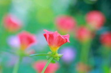 Güzel ortak Semizotu