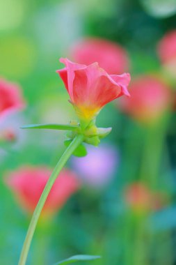 Güzel ortak Semizotu