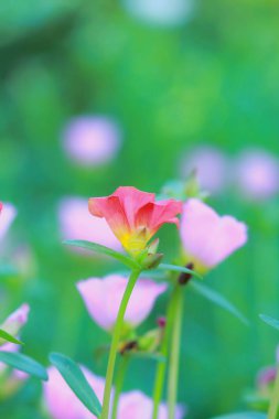 Güzel ortak Semizotu