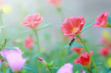 Güzel ortak Semizotu