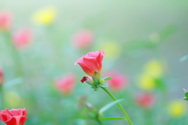 Güzel ortak Semizotu