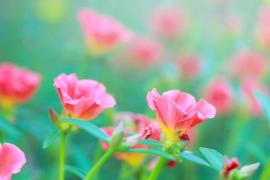 Güzel ortak Semizotu