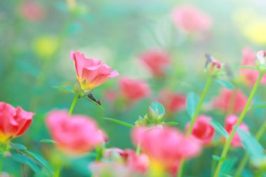 Güzel ortak Semizotu