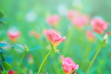 Güzel ortak Semizotu