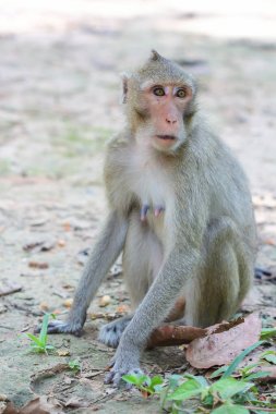 Doğal orman sevimli maymun