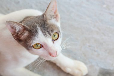 Kedi closeup yüzü.