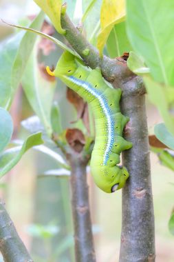Yaprakları yemek tırtıllar .