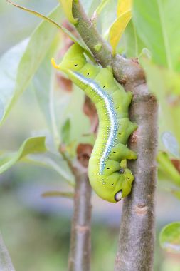 Yaprakları yemek tırtıllar .