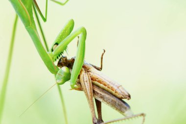 peygamber devesi