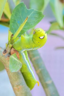 Yaprakları yemek tırtıllar .