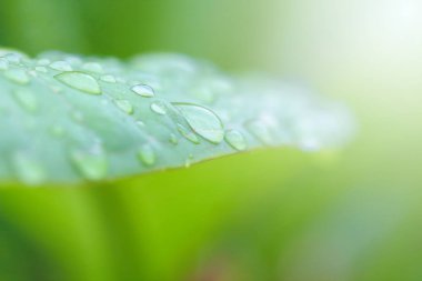 yaprak üzerinde yağmur damlaları 