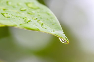 yaprak üzerinde yağmur damlaları 