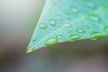 yaprak üzerinde yağmur damlaları 