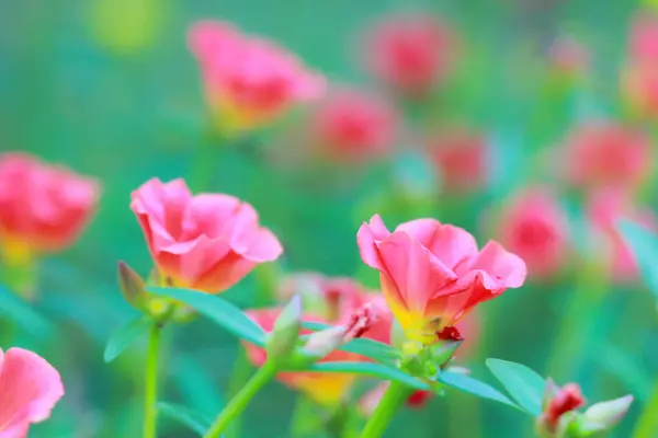 Beautiful Common Purslane — Stock Photo, Image