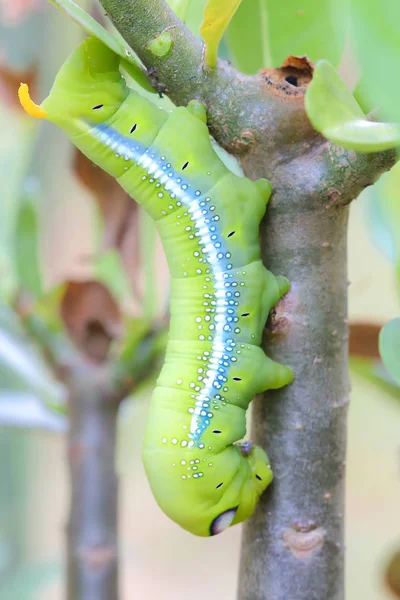 Lagartas que comem folhas  . — Fotografia de Stock