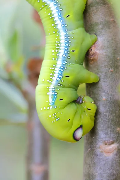 葉を食べる毛虫 . — ストック写真