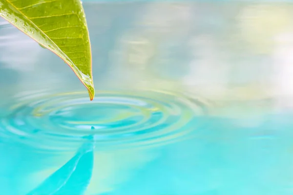 Damla su yaprak arka plan .