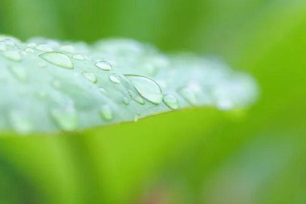 Rain drops on leaf — Stock Photo, Image