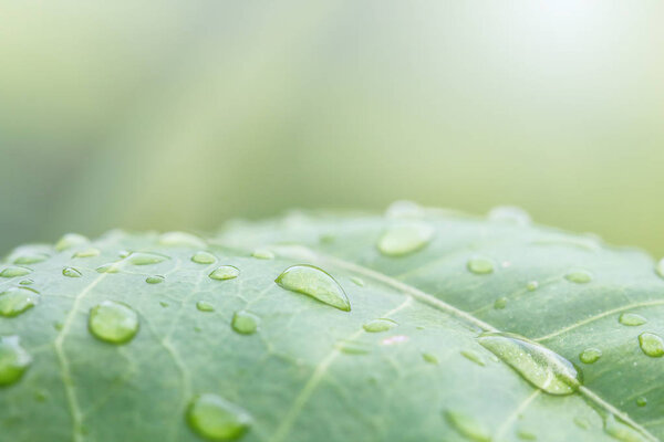 Rain drops on leaf 