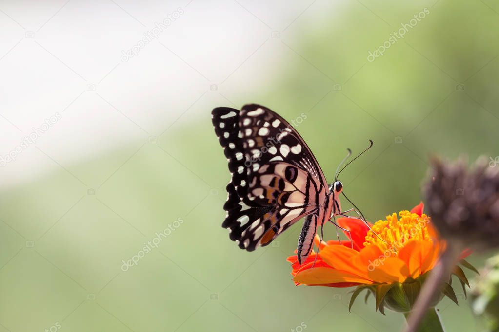 Beautiful butterfly 