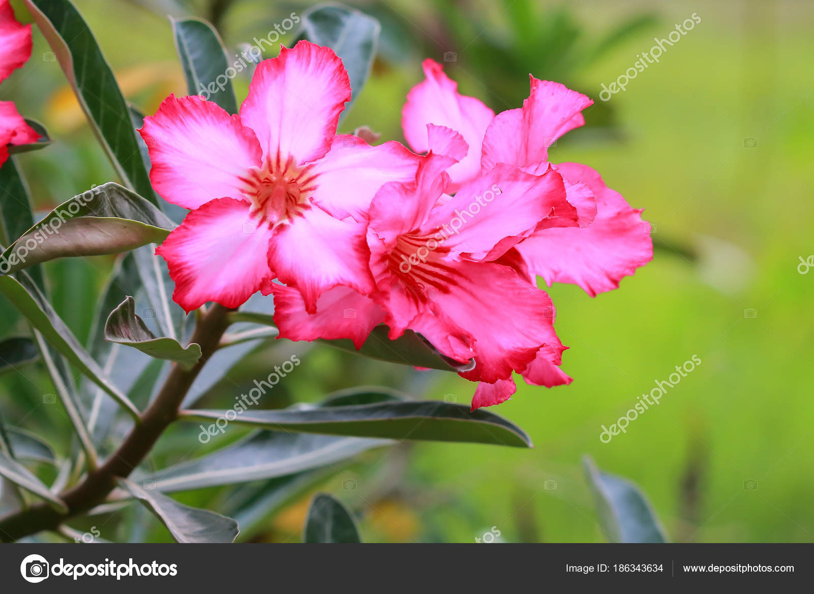 Fleur Rose Adenium Rose Désert Photographie Tcareob72
