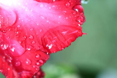 Açelya çiçek üzerinde su damlaları.