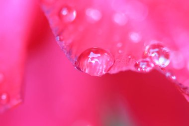 Açelya çiçek üzerinde su damlaları.