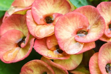 Doğa sabah güzel POI Sian çiçeklenir .