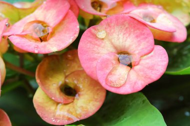 Doğa sabah güzel POI Sian çiçeklenir .