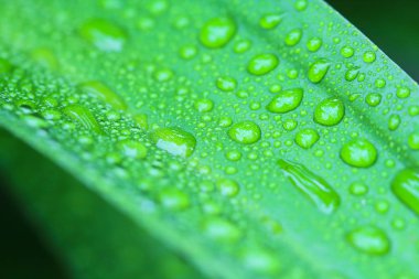 Doğada yapraklarda su damlaları .