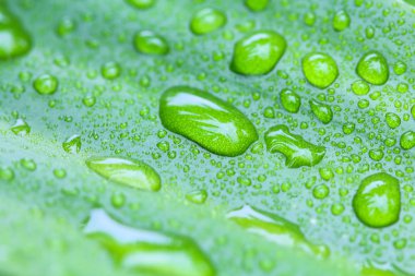 Doğada yapraklarda su damlaları .