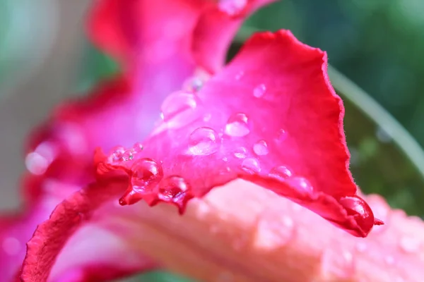 Gotas de água em flores de azálea . — Fotografia de Stock