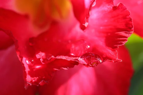 Gotas de água em . — Fotografia de Stock