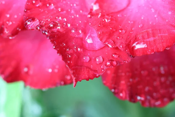 Gotas Água Flores Azálea — Fotografia de Stock