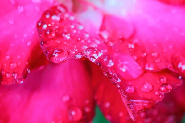 Gotas de água em flores de azálea . — Fotografia de Stock