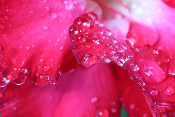 Gotas Água Flores Azálea — Fotografia de Stock