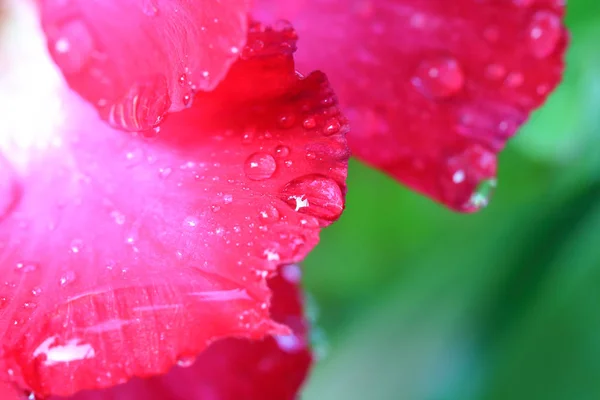 Gotas de água em flores de azálea . — Fotografia de Stock