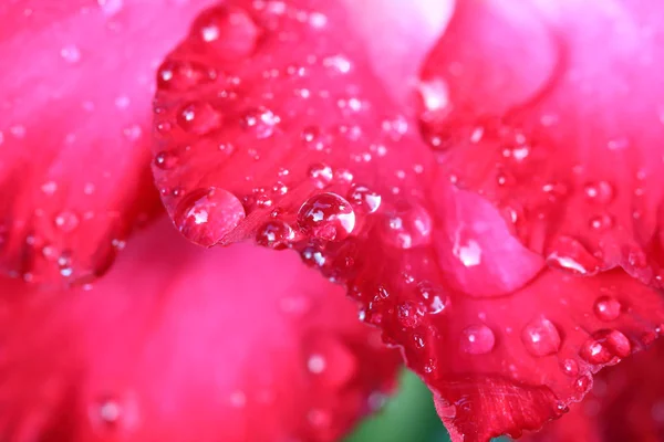 Gotas de água em flores de azálea . — Fotografia de Stock