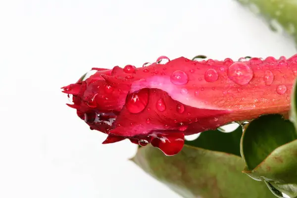 Drops of water on Azalea flowers. — Stock Photo, Image