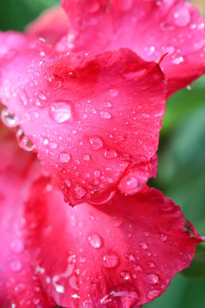 Drops of water on Azalea flowers. — Stock Photo, Image