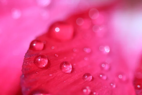 Gotas de água em flores de azálea . — Fotografia de Stock