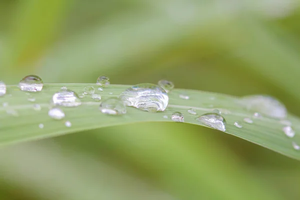 Drops of water on grass in nature — Stock Photo, Image