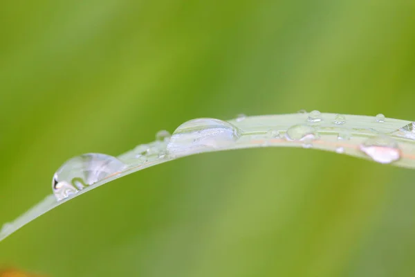 Drops of water on grass in nature — Stock Photo, Image