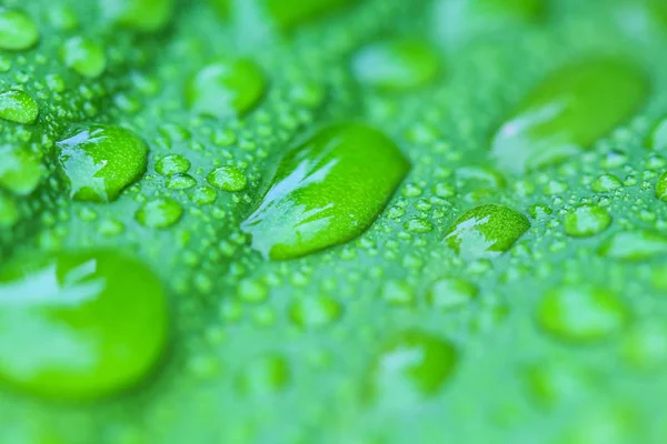 Drops of water on leaves in nature . — Stock Photo, Image