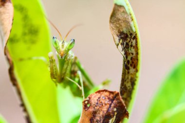 Mantis makro doğada.