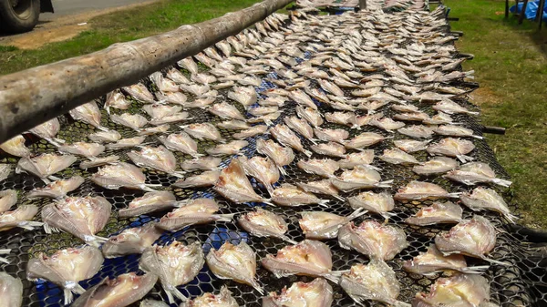 Séchage du poisson au soleil — Photo