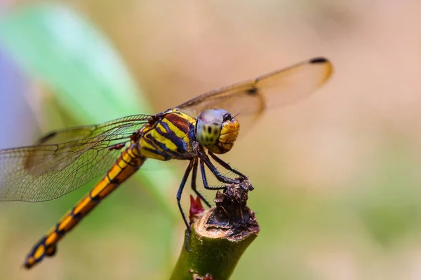 Yusufçuk güzel çayır açık havada 
