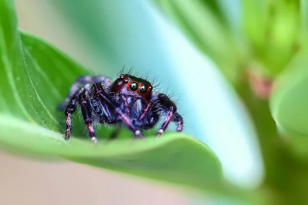 Spider macro al aire libre  . — Foto de Stock